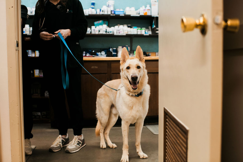 Dog on a leash during a visit at Seymour Veterinary Clinic.